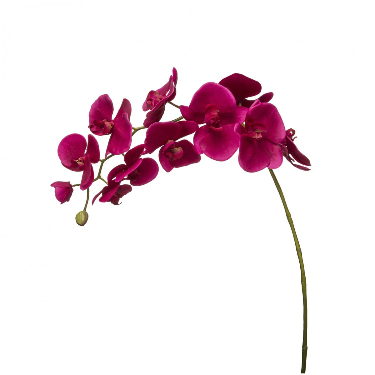 Tige d'Orchidée Phalaenopsis Forever - Image 6
