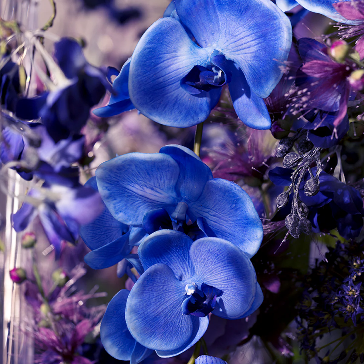 Tige d'Orchidée Phalaenopsis Forever - Image 9