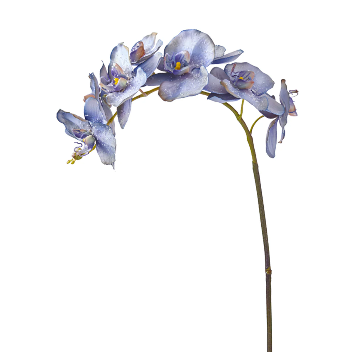 Tige d'Orchidée Phalaenopsis Glitter - Image 3