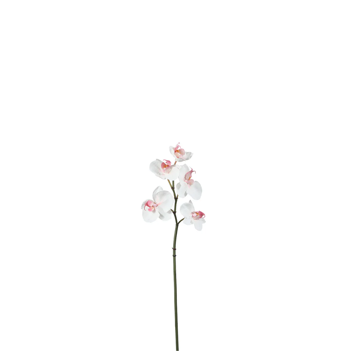 Tige d'Orchidée Phalaenopsis