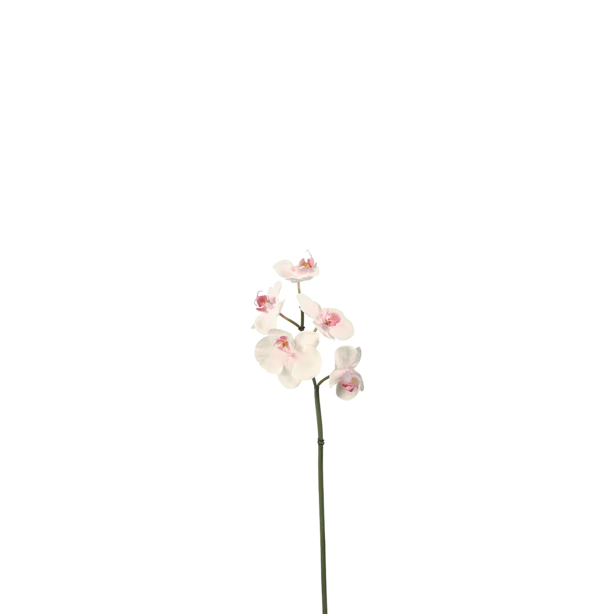 Tige d'Orchidée Phalaenopsis - Image 4