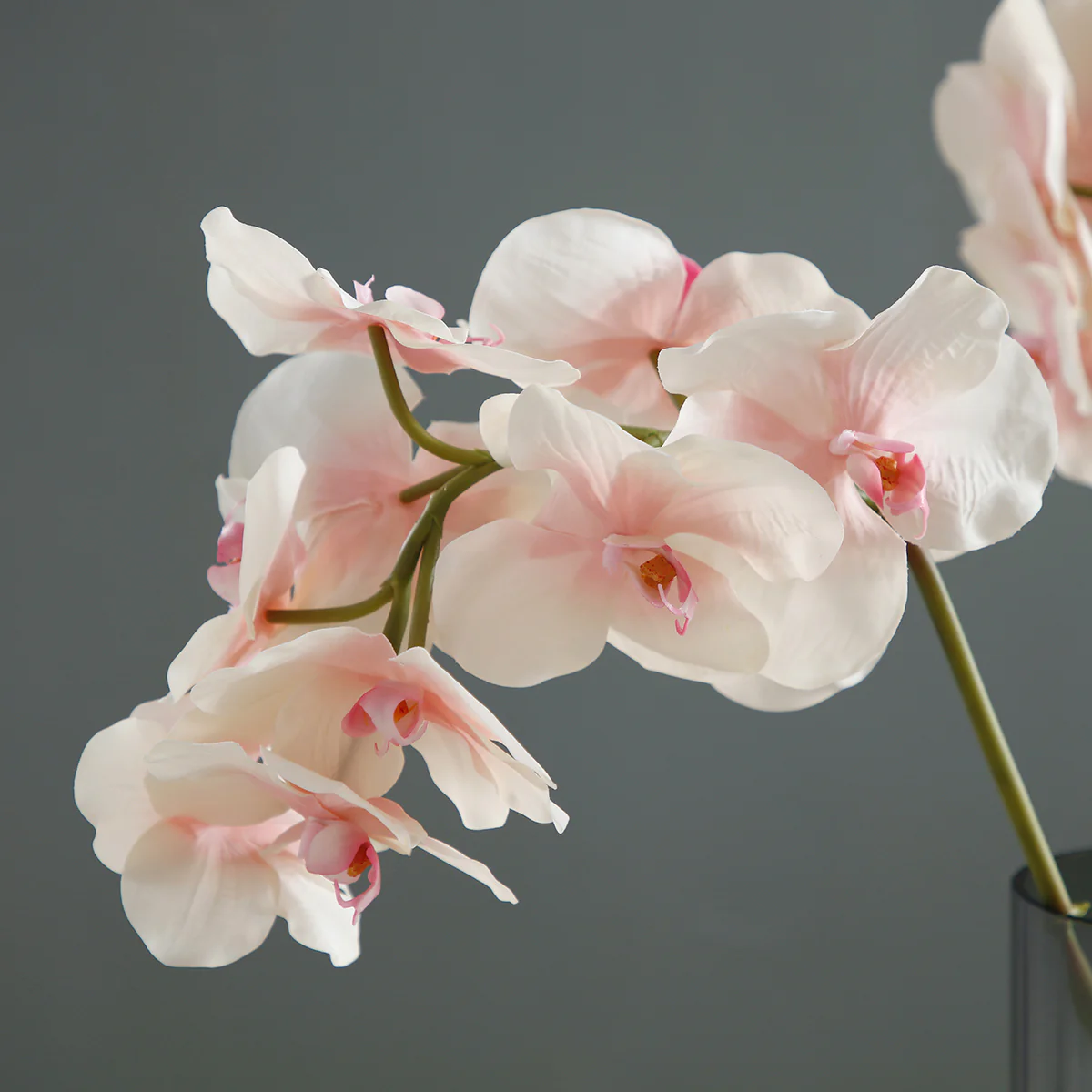 Tige d'Orchidée Phalaenopsis - Image 6