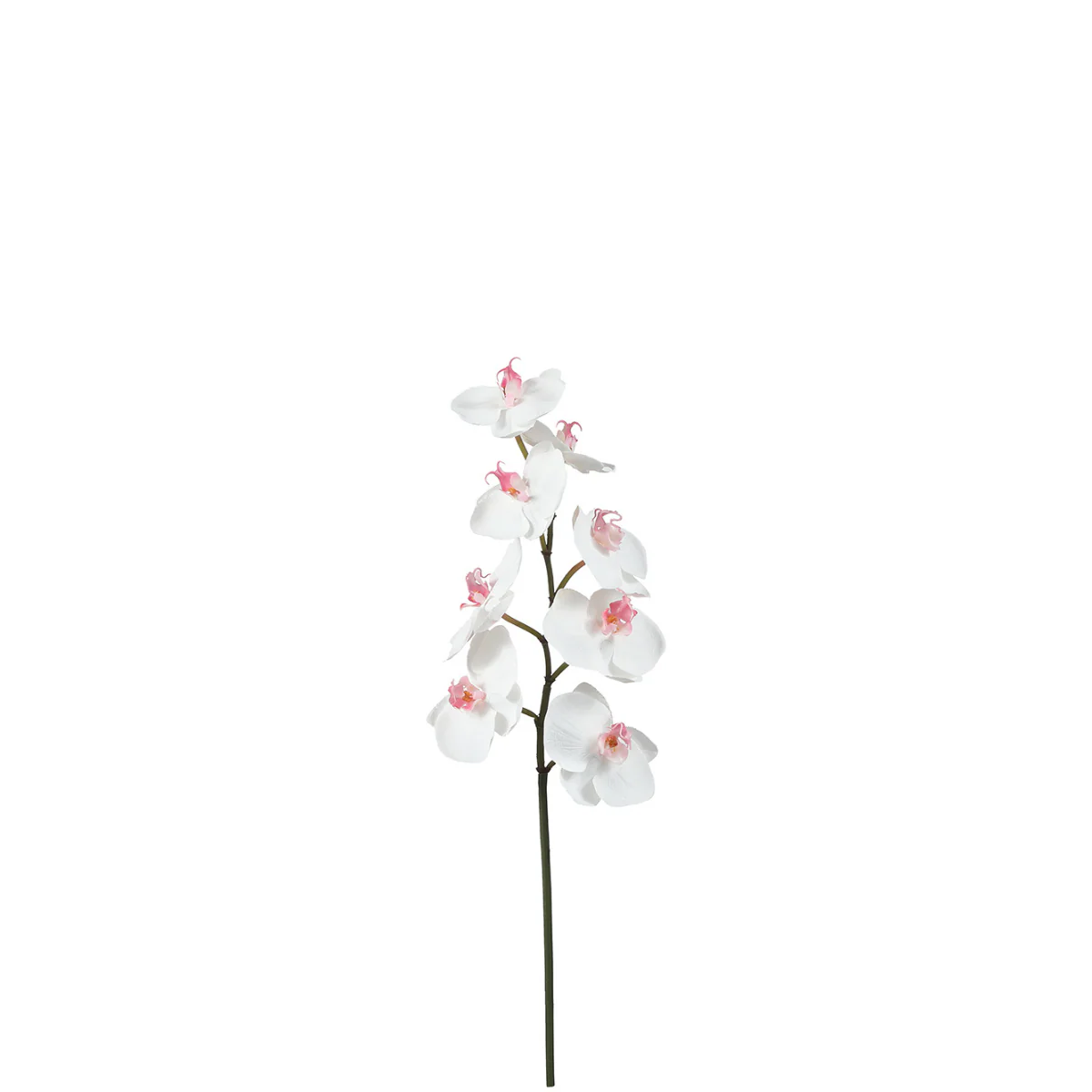 Tige d'Orchidée Phalaenopsis