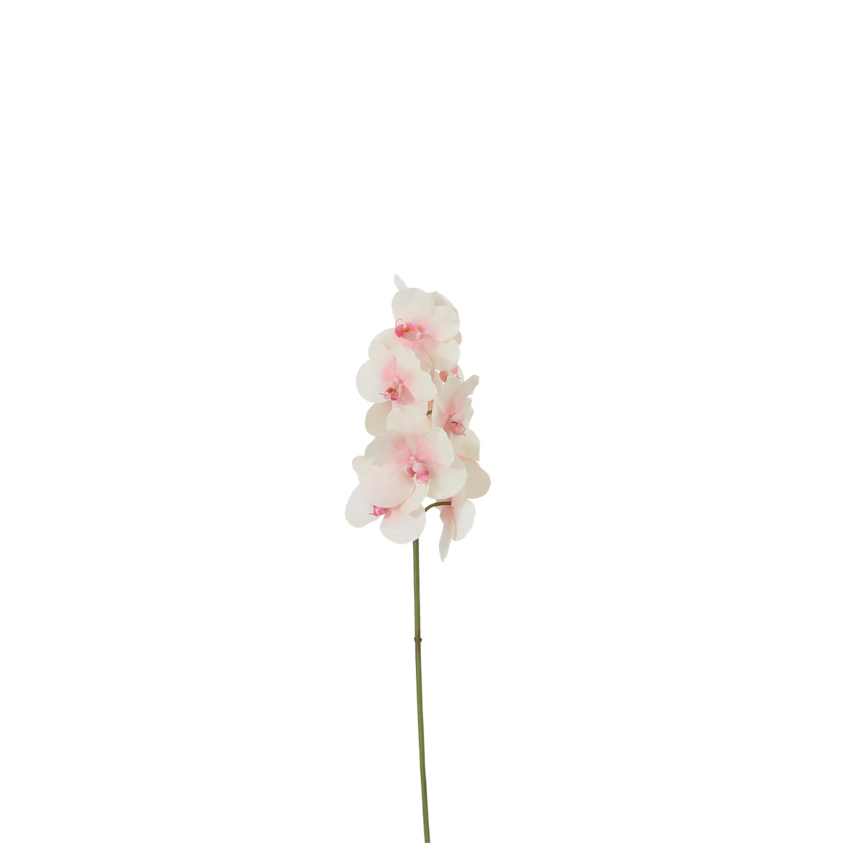 Tige d'Orchidée Phalaenopsis - Image 4