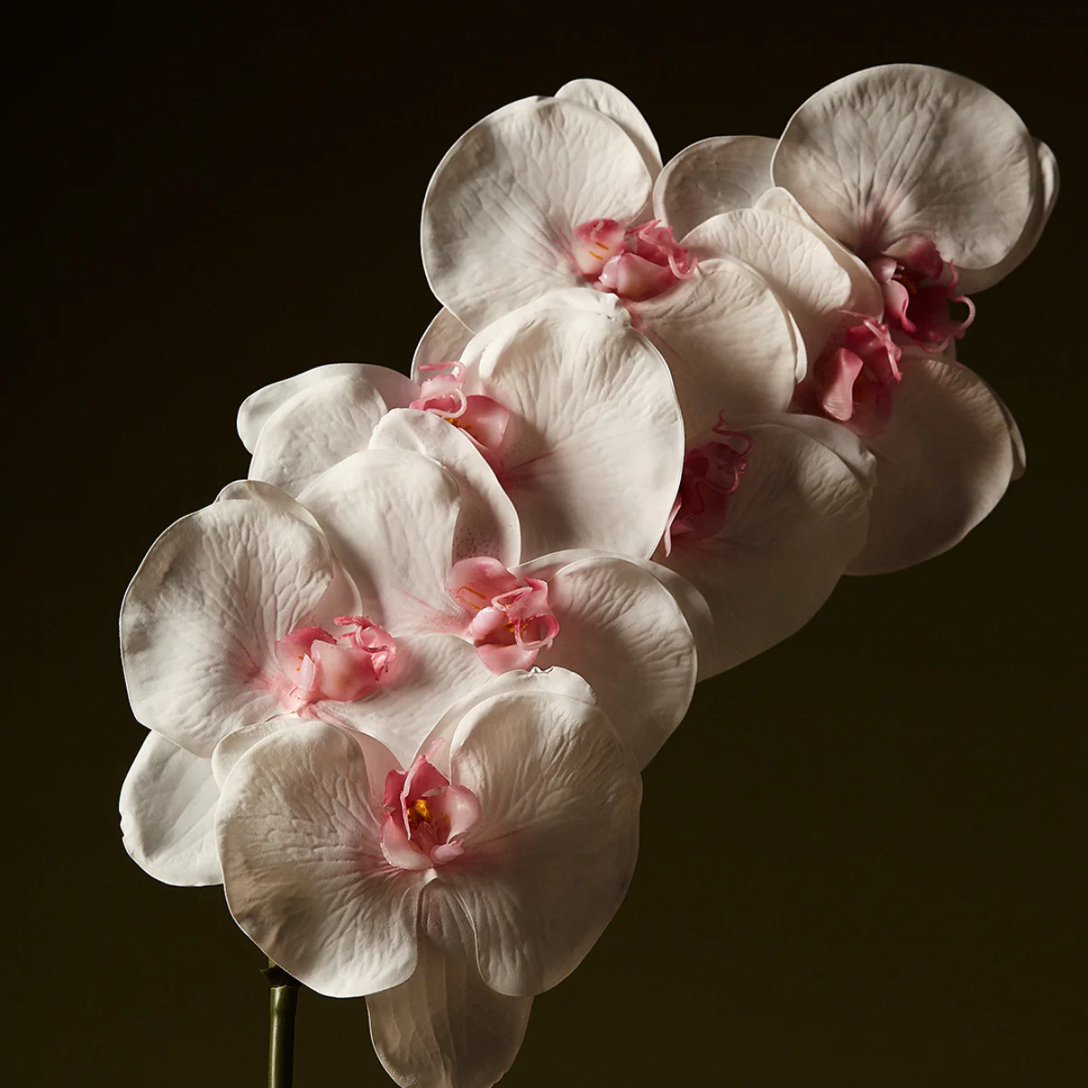 Tige d'Orchidée Phalaenopsis - Image 2