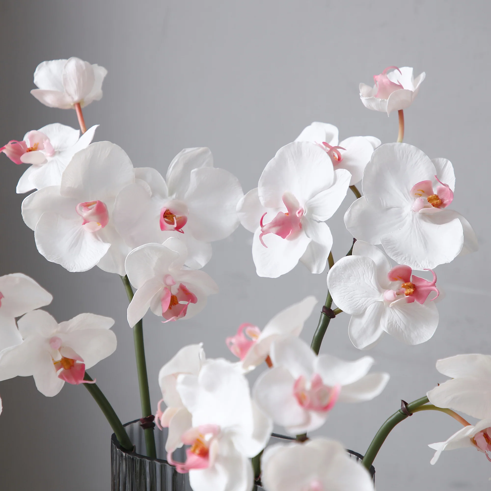 Tige d'Orchidée Phalaenopsis - Image 4