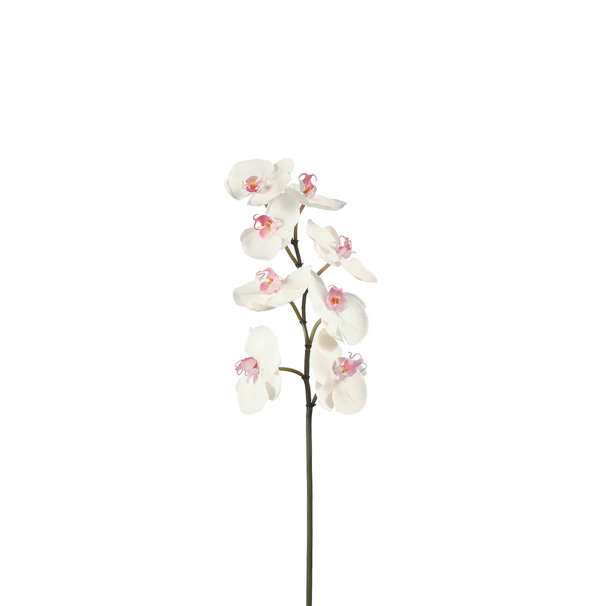 Tige d'Orchidée Phalaenopsis - Image 5