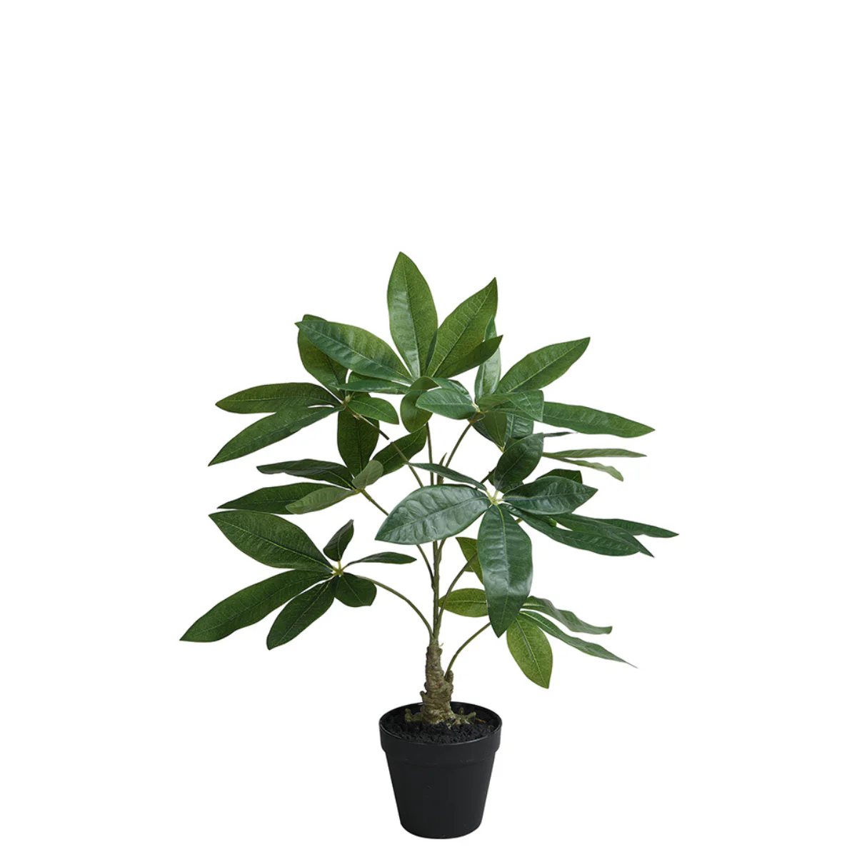 Pachira en pot 52 cm