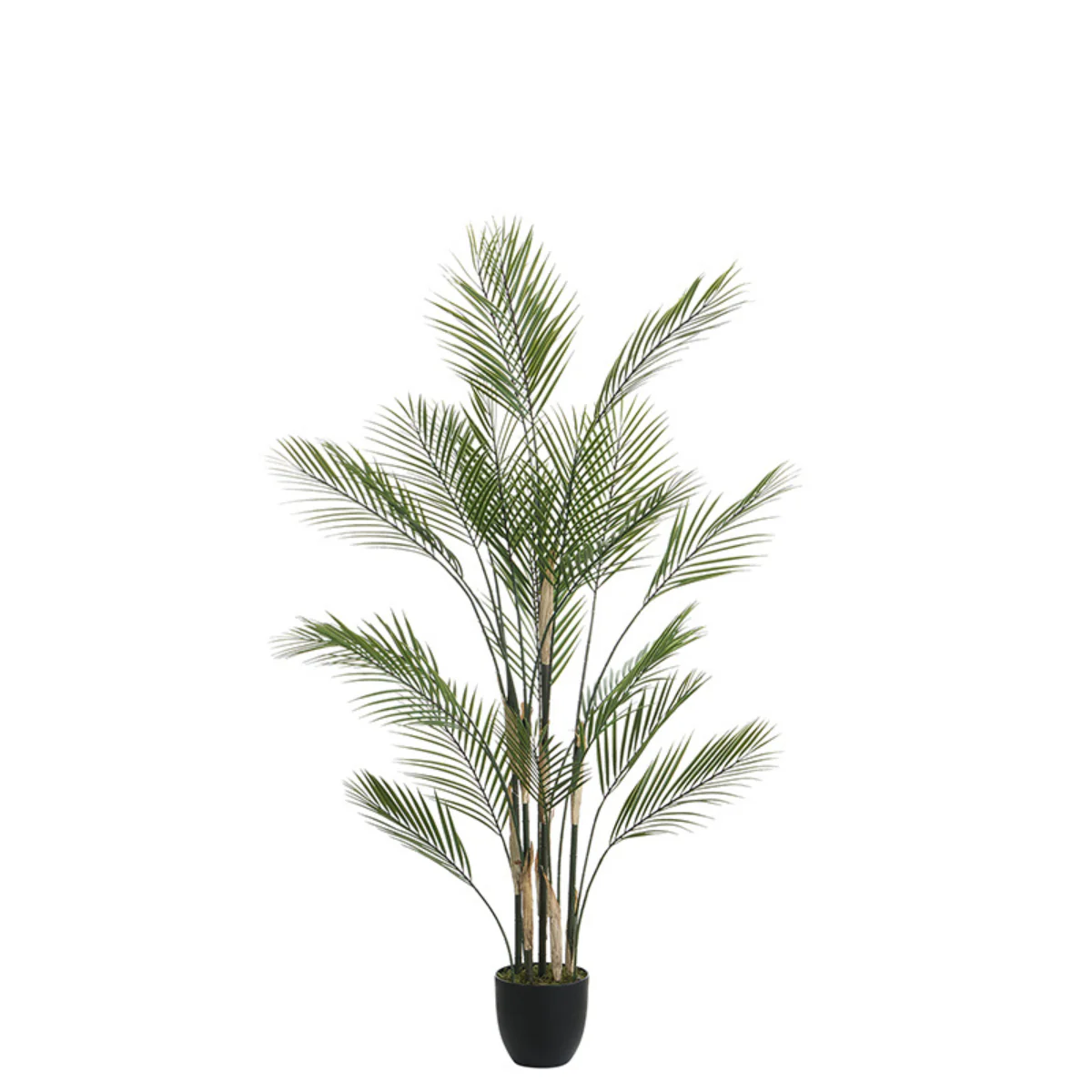 Palmier Kwai en pot 150 cm