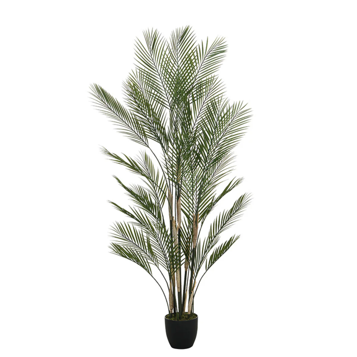 Palmier Kwai en pot 180 cm