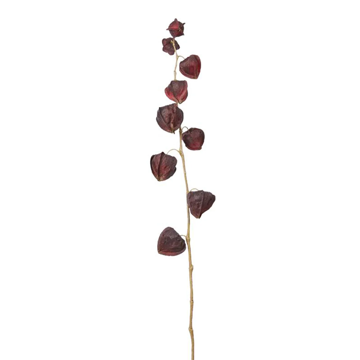 Tige de Physalis Marly - Image 3