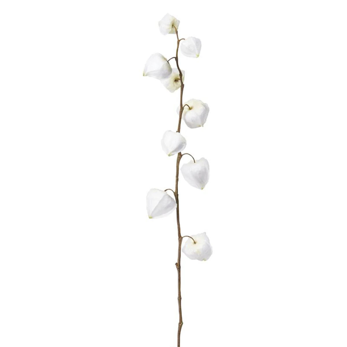 Tige de Physalis Marly - Image 5