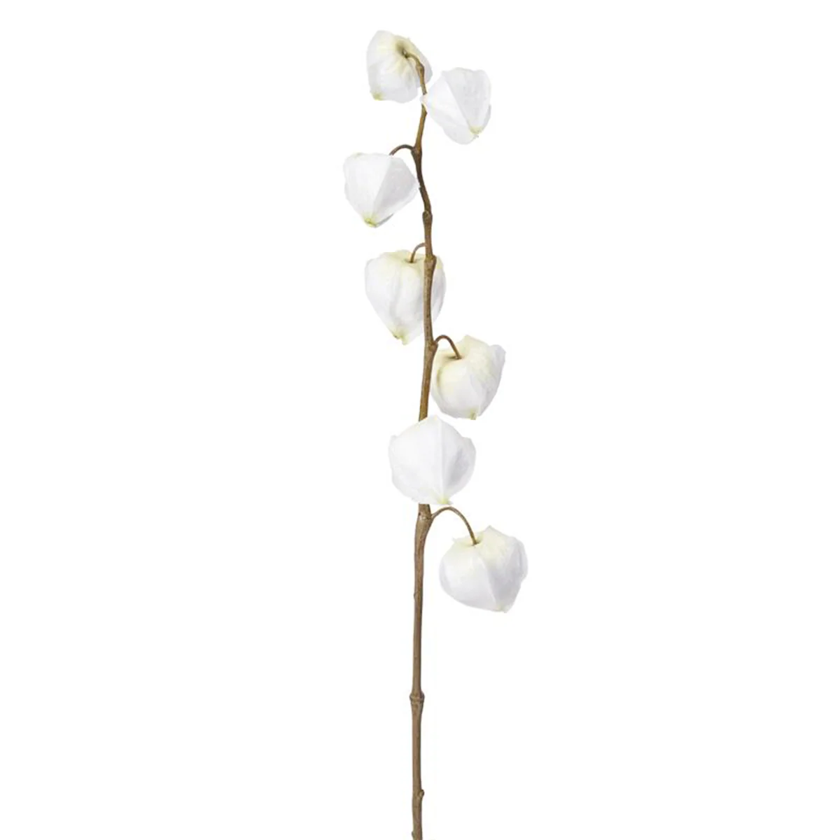 Tige de Physalis Marly - Image 3