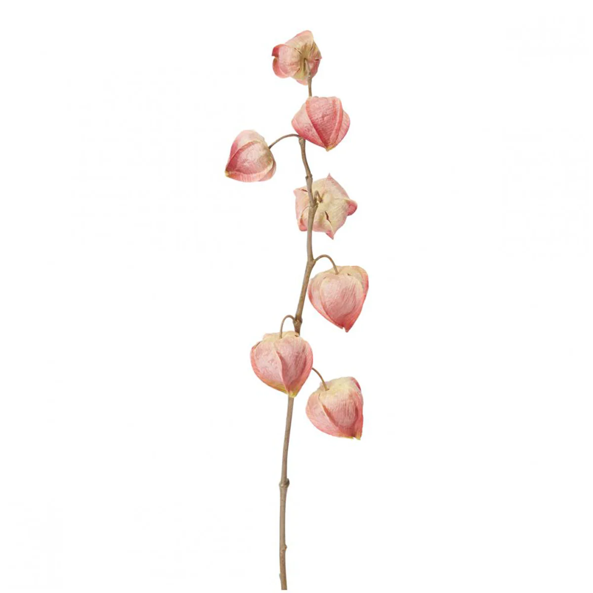 Tige de Physalis Marly - Image 5