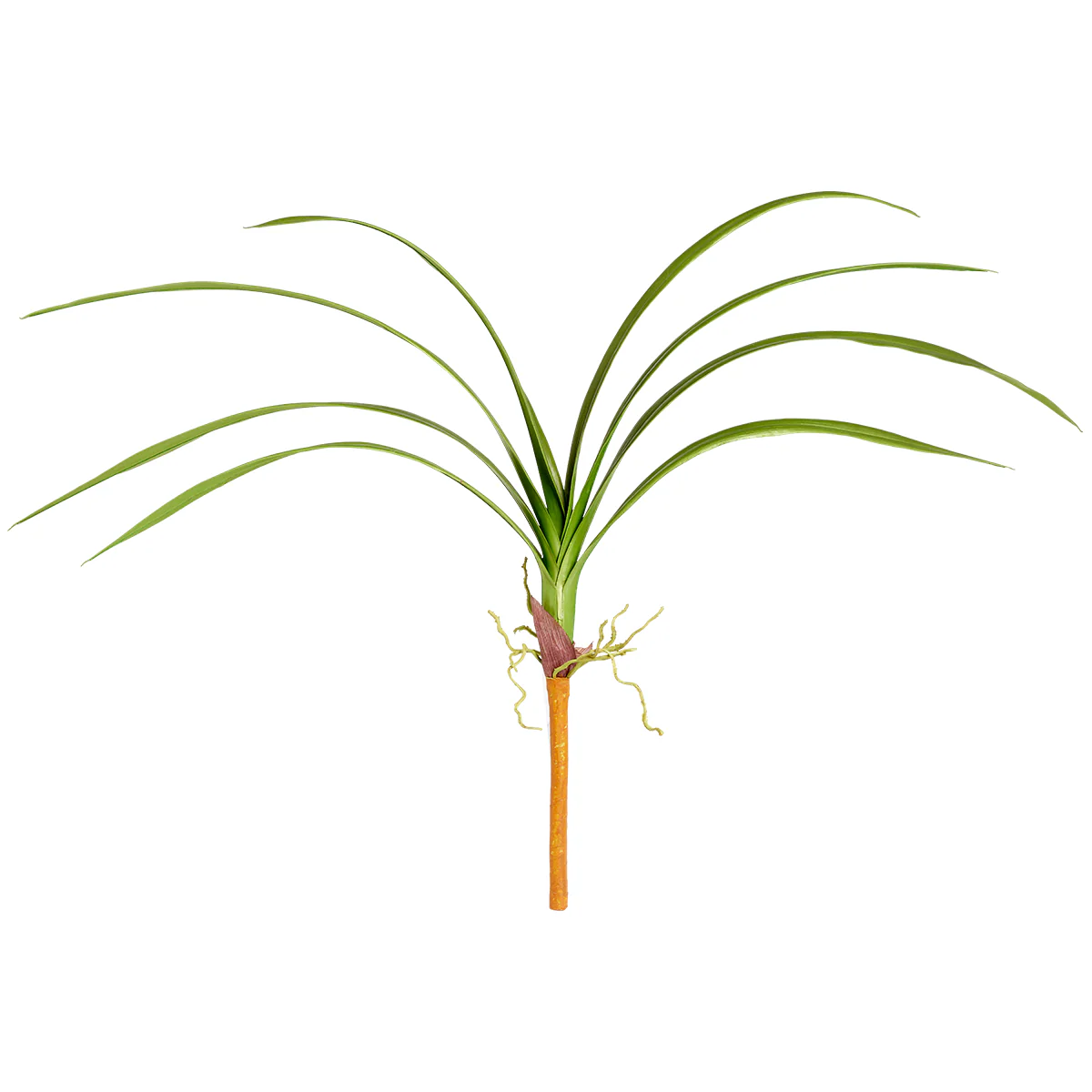 Feuillage d'Orchidée Cymbidium à piquer