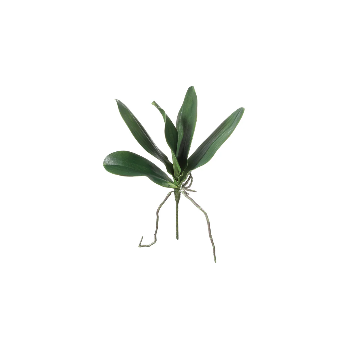 Feuillage d'Orchidée à piquer