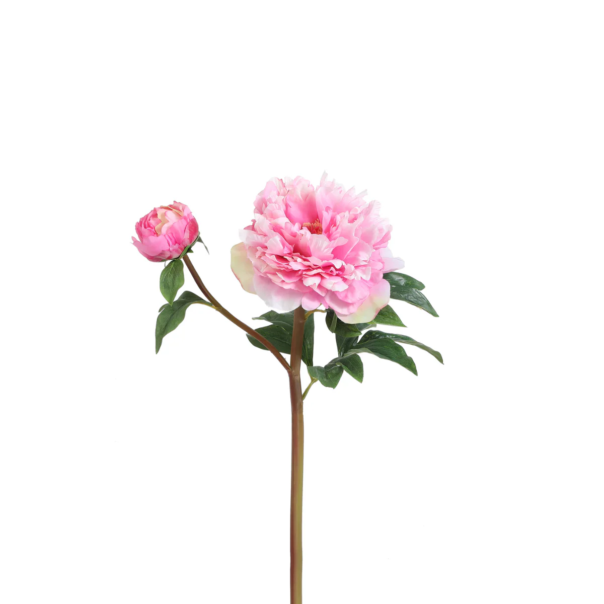 Tige de Pivoine - Image 10