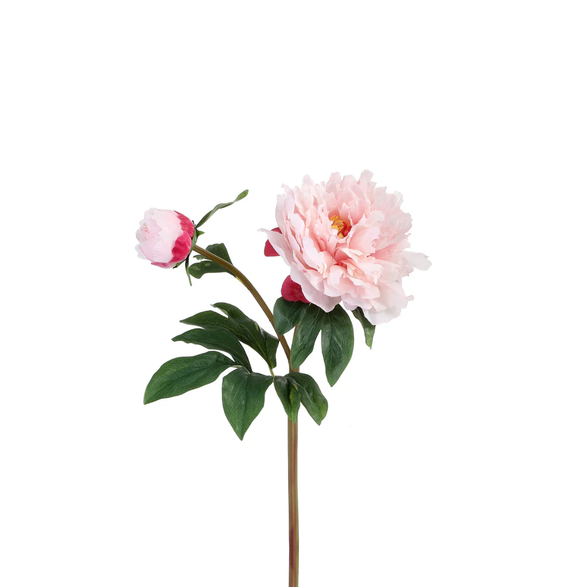 Tige de Pivoine - Image 13