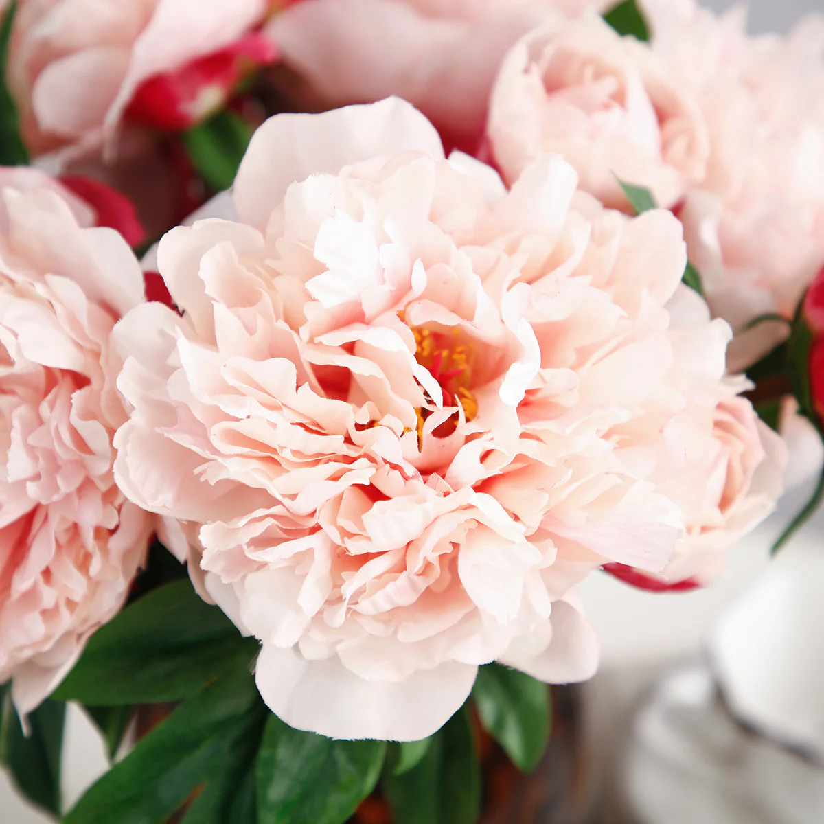 Tige de Pivoine - Image 15