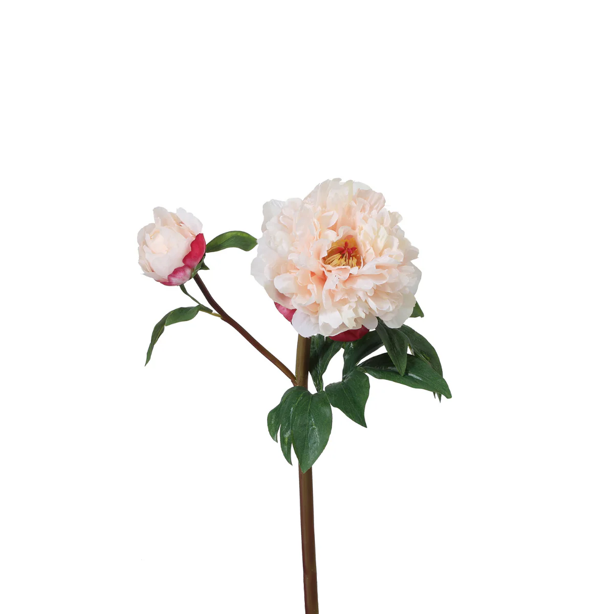 Tige de Pivoine - Image 16