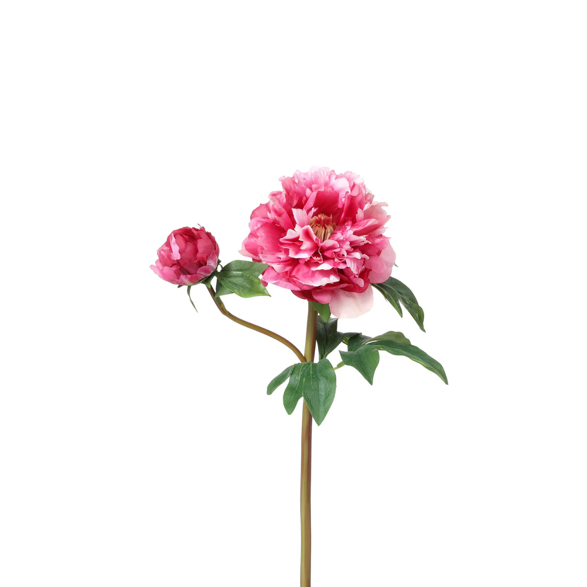 Tige de Pivoine - Image 5