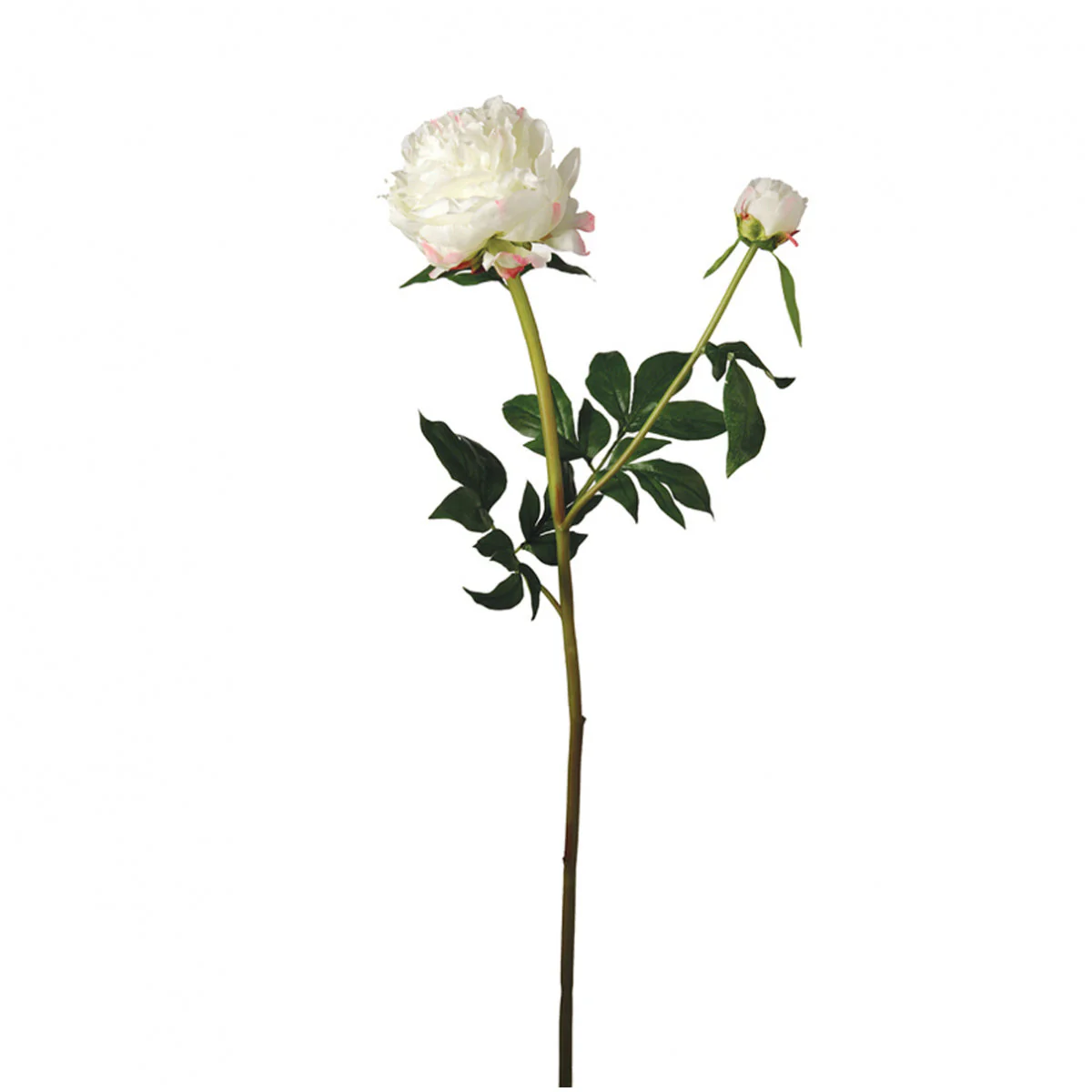Tige de Pivoine Jardin - Image 3