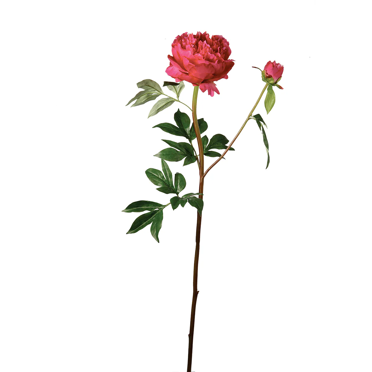 Tige de Pivoine Jardin - Image 4