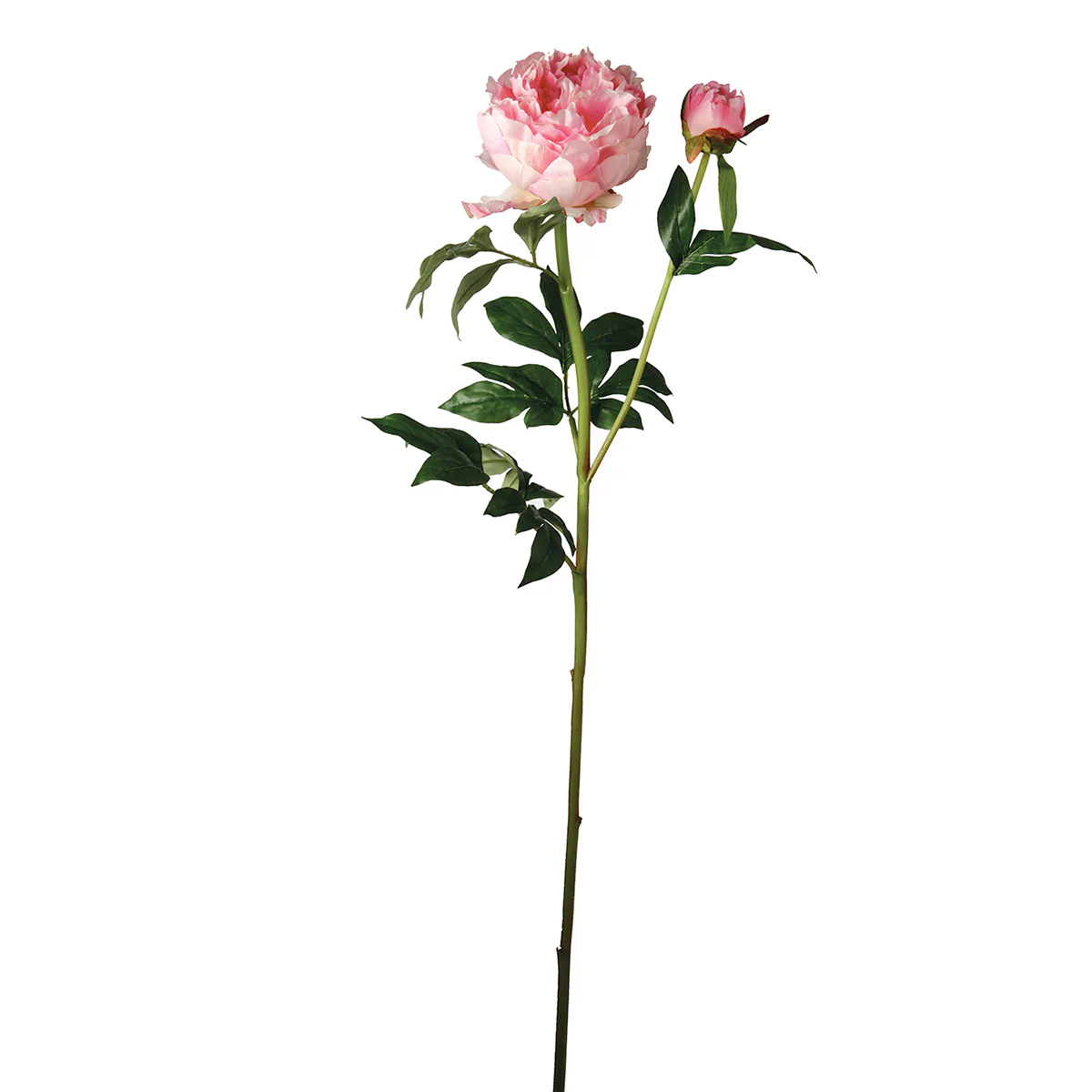 Tige de Pivoine Jardin - Image 6