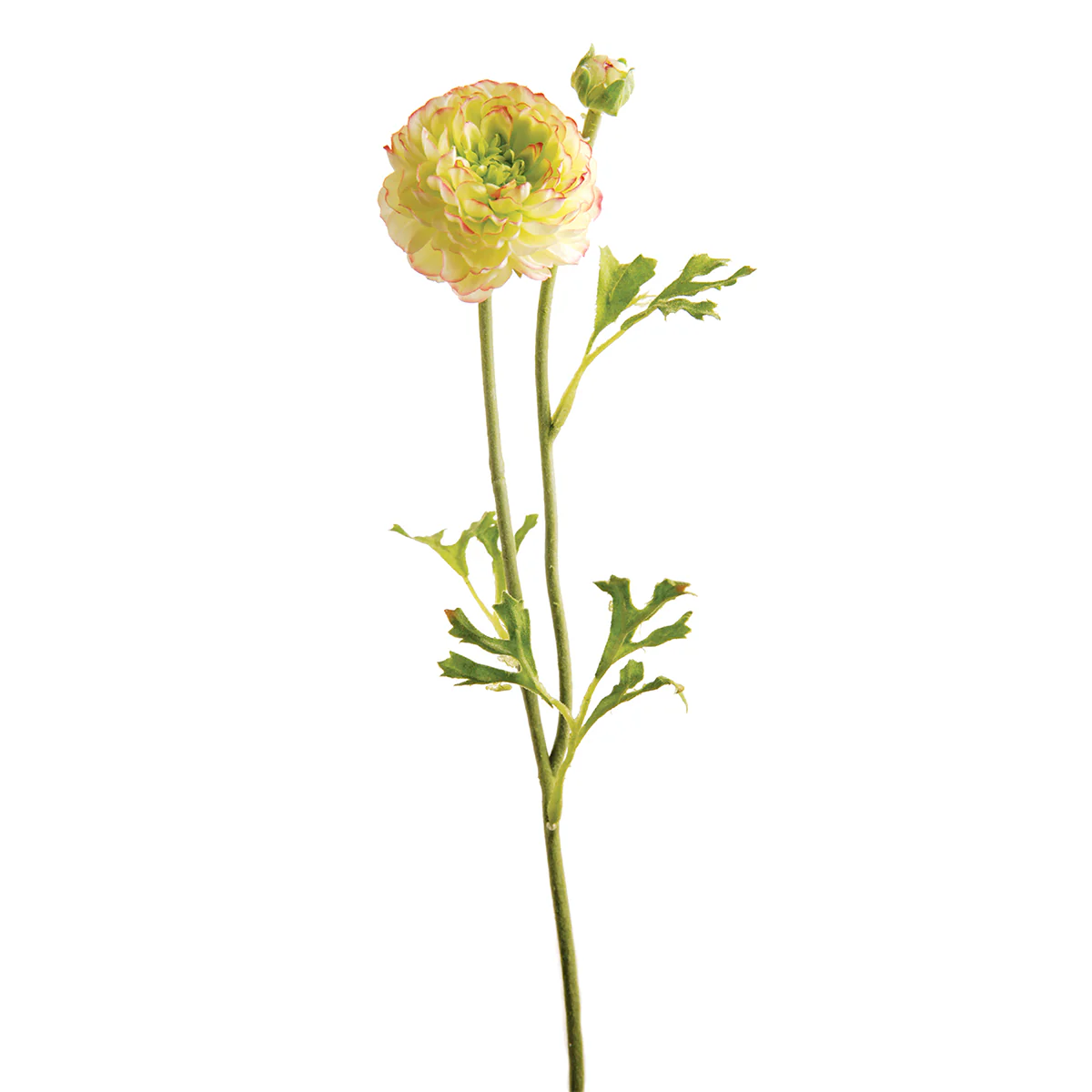 Tige de Renoncule Mathilda - Image 3