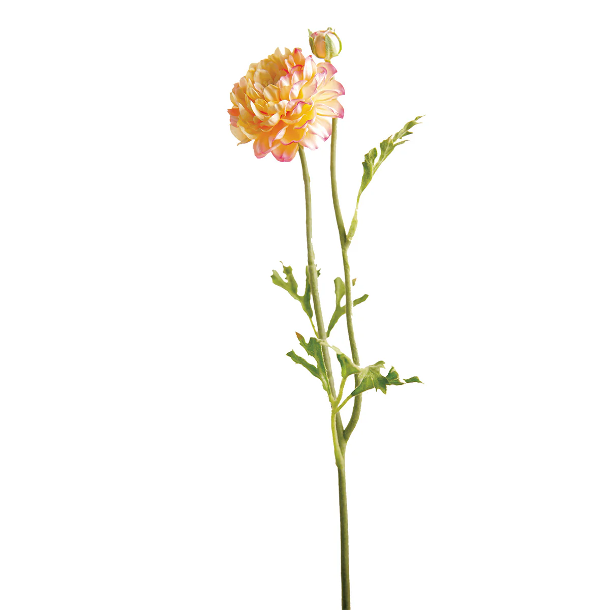 Tige de Renoncule Mathilda - Image 6