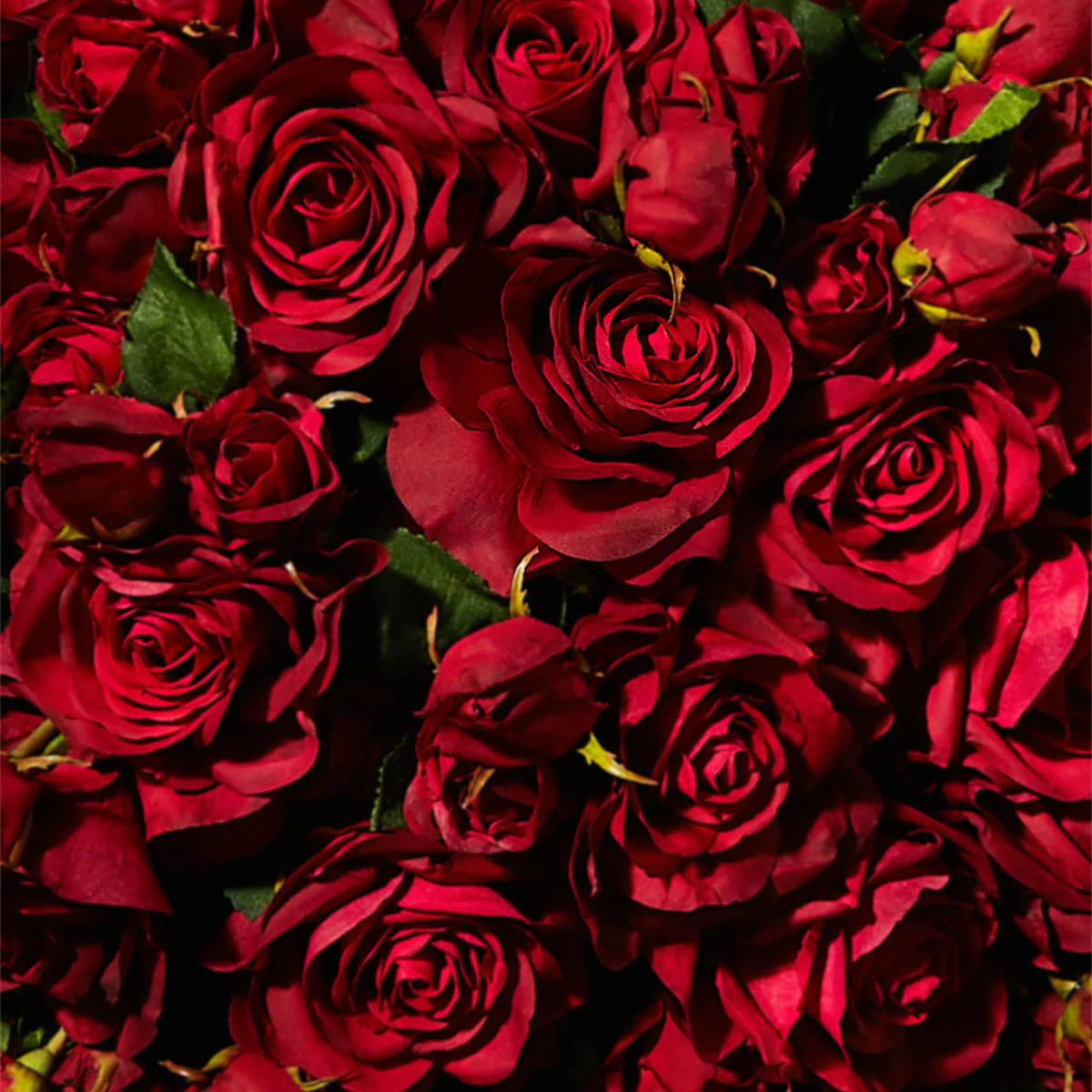 Tige de Rose Avec Bourgeon - Image 12