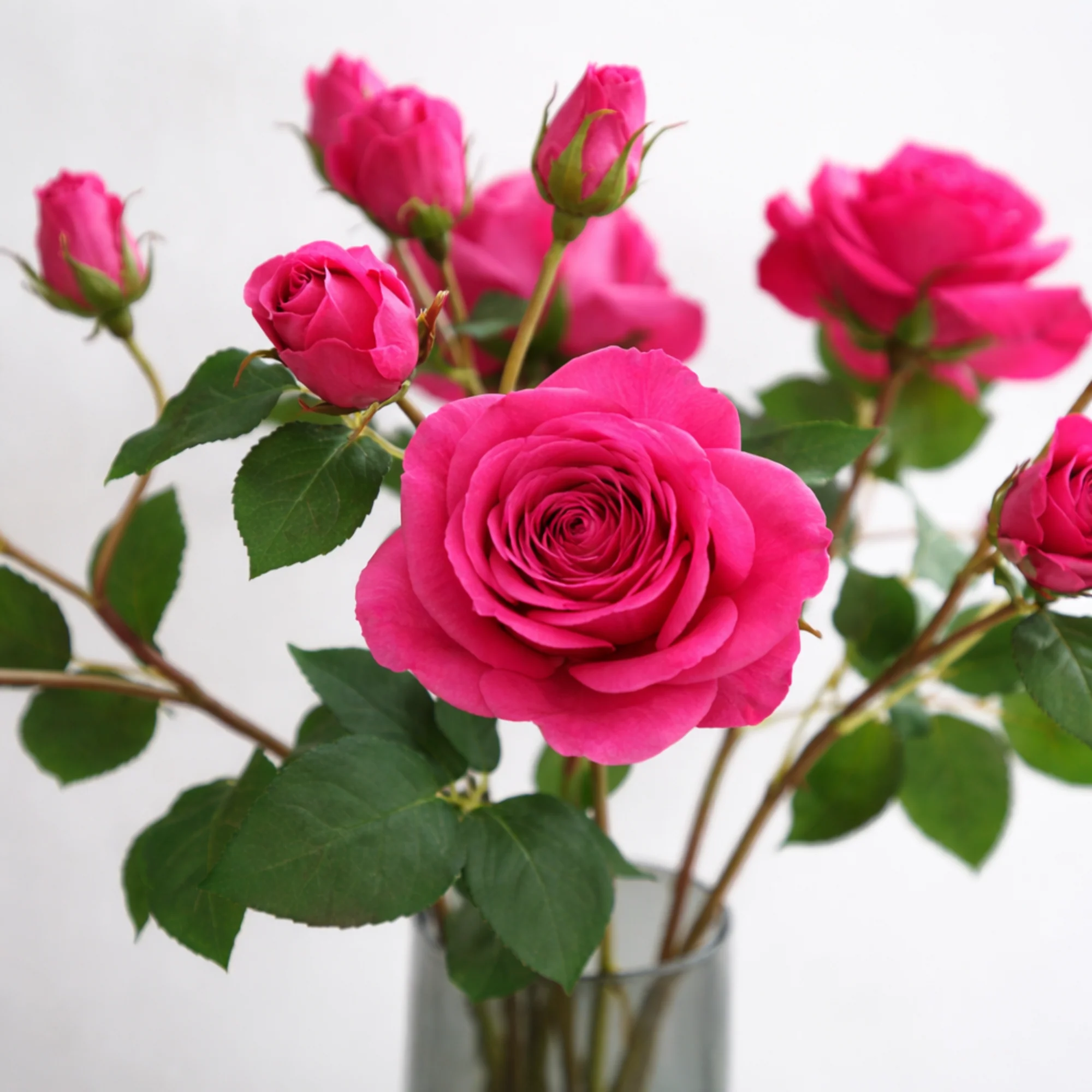 Tige de Rose Avec Bourgeon - Image 3