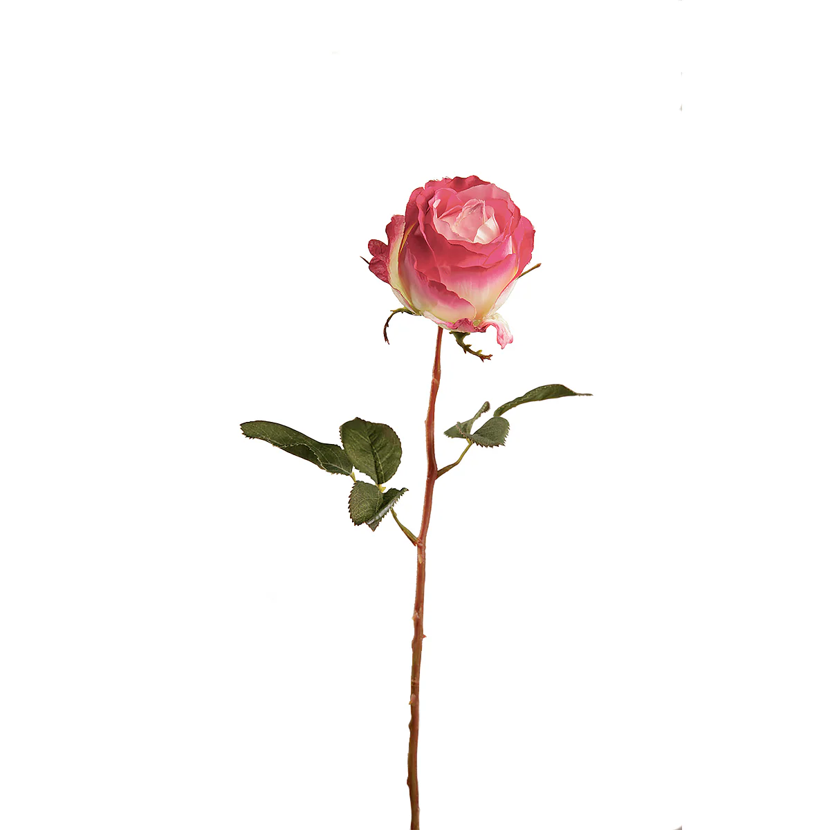 Tige de Rose Kate - Image 3