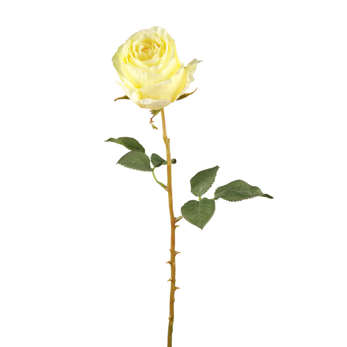 Tige de Rose Kate - Image 4