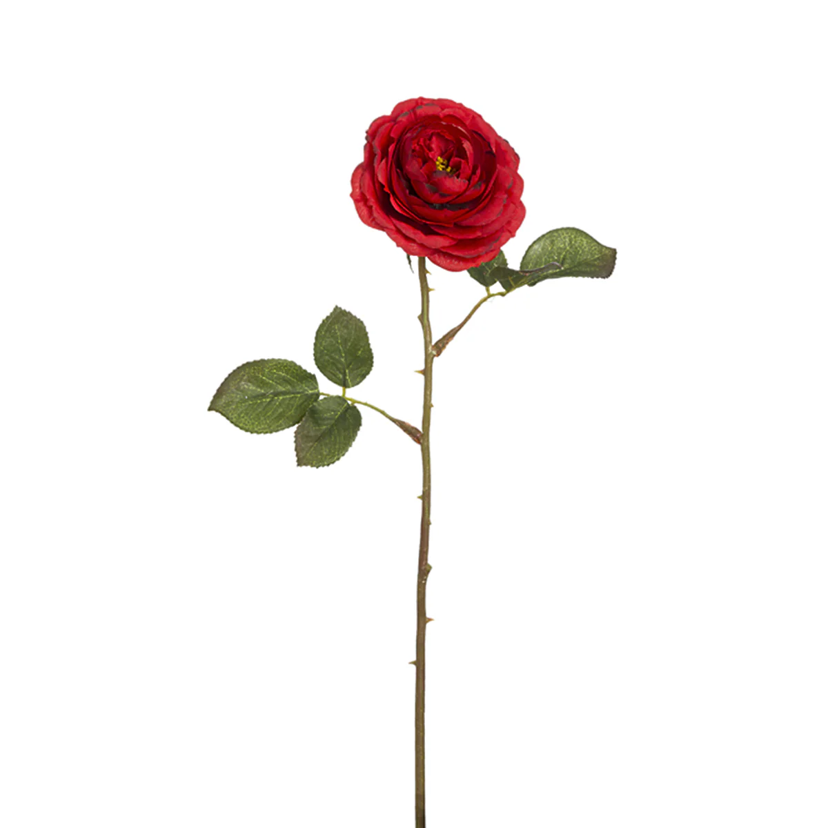 Tige de Rose Tea