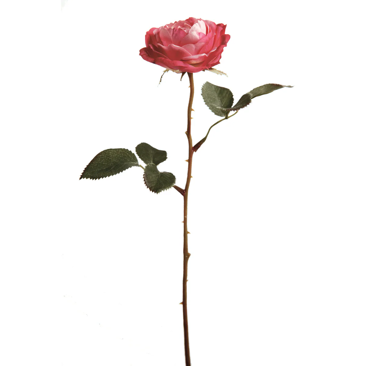 Tige de Rose Tea - Image 3