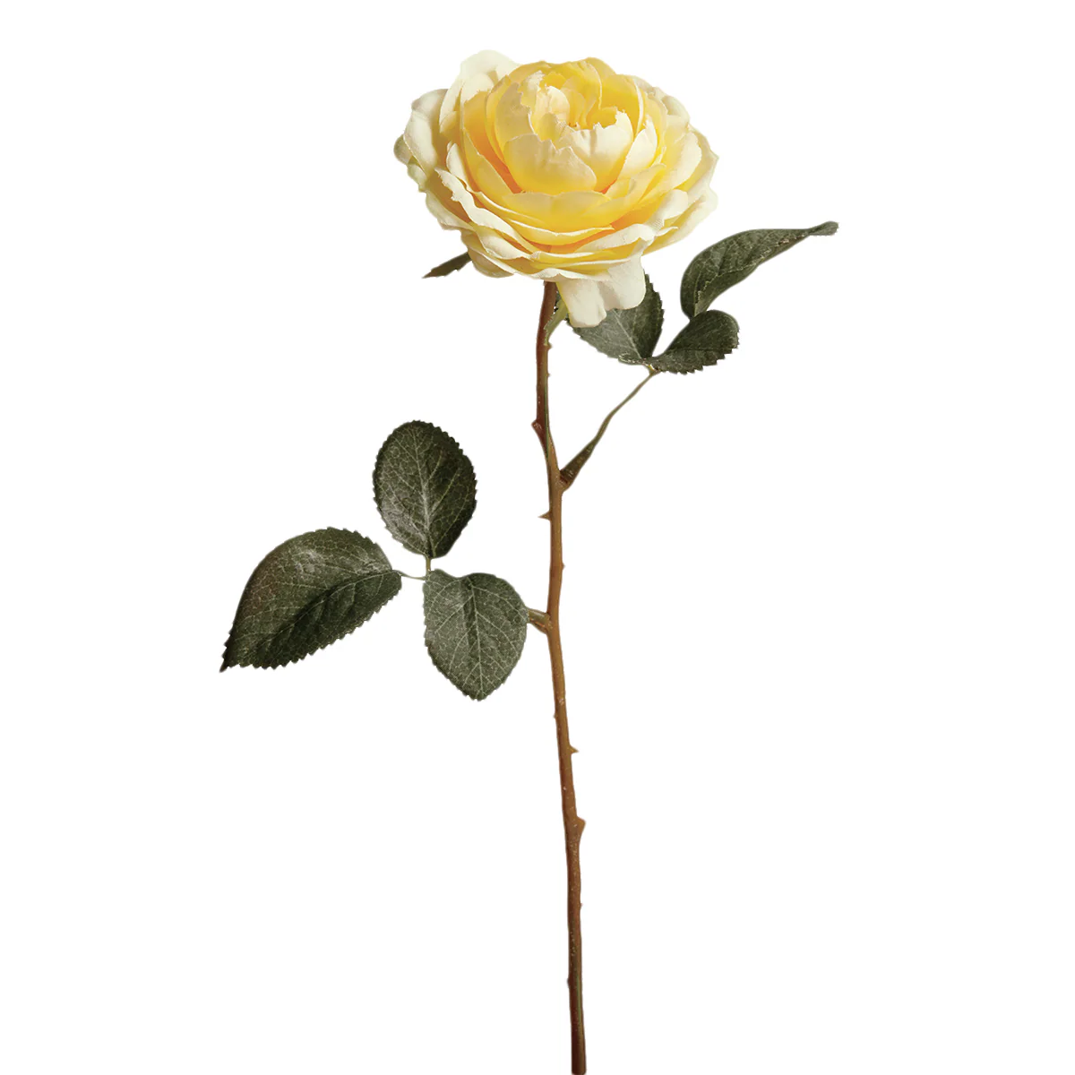 Tige de Rose Tea - Image 5