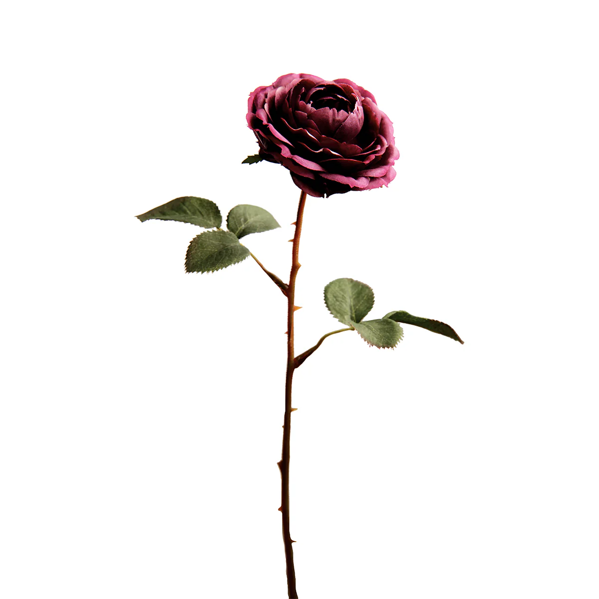 Tige de Rose Tea - Image 7