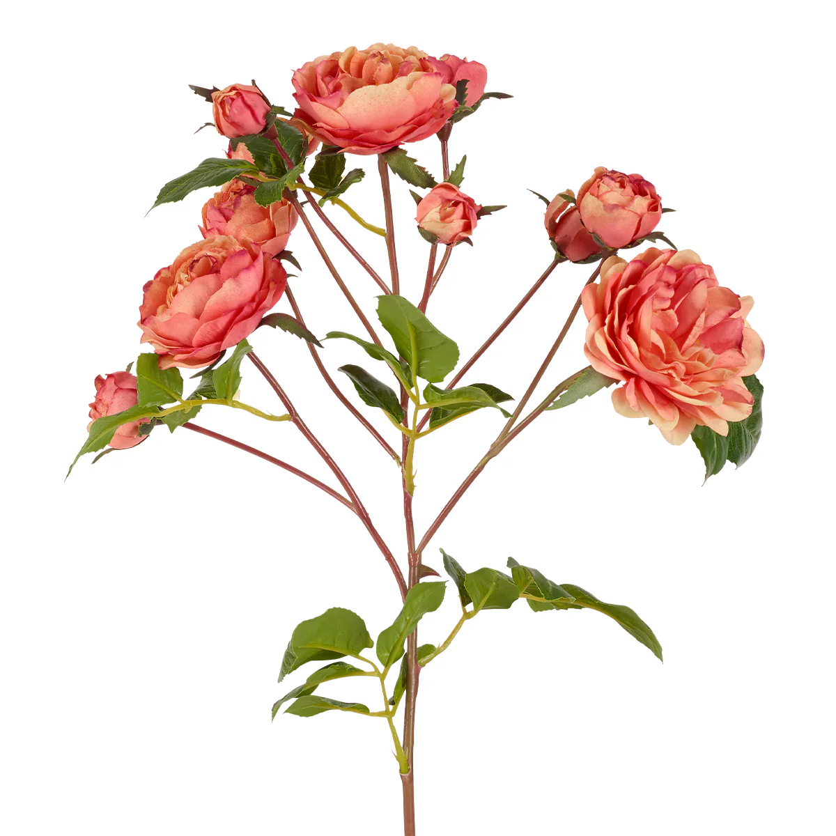 Tige de Roses - Image 3