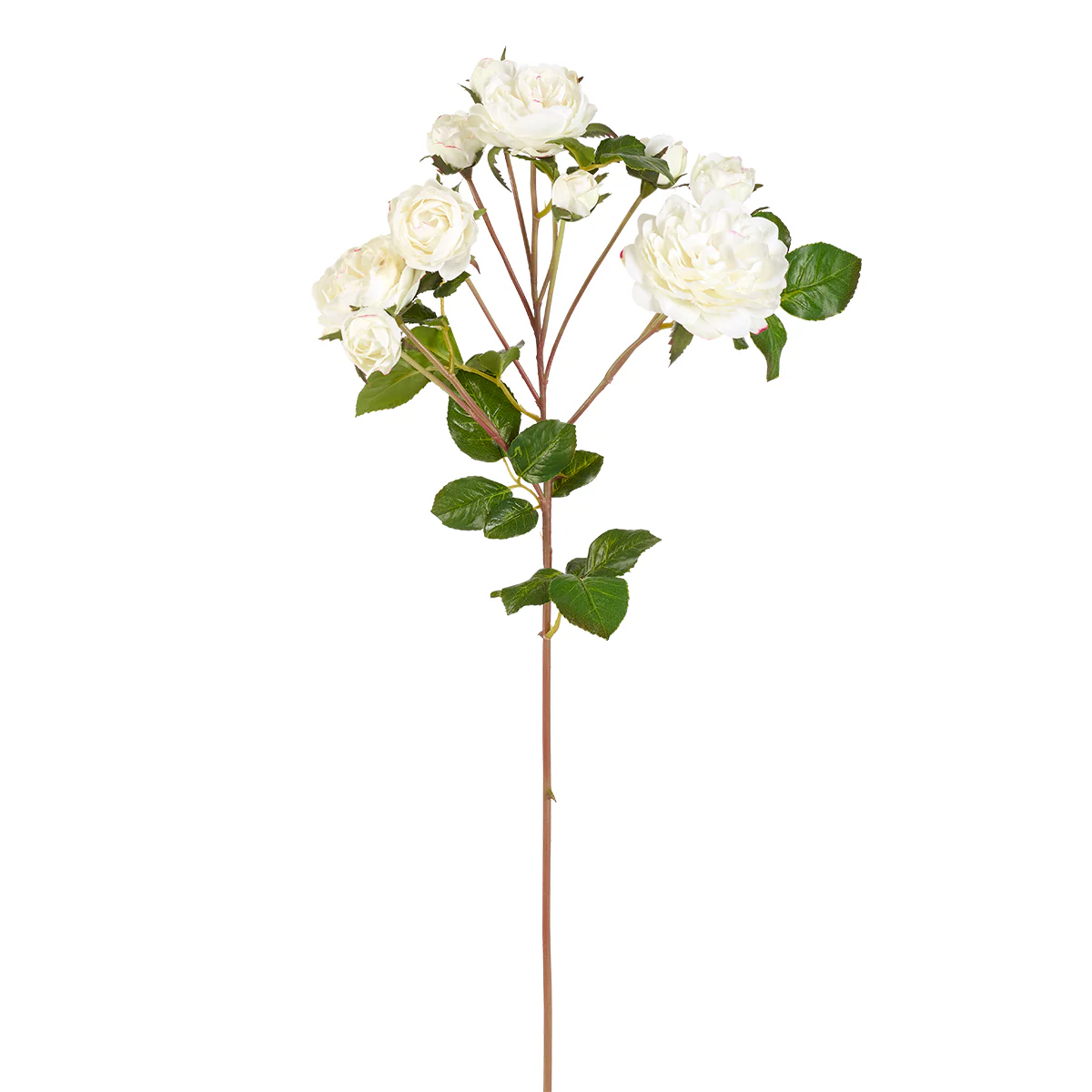 Tige de Roses - Image 4