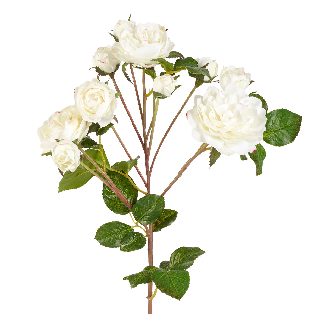 Tige de Roses - Image 5