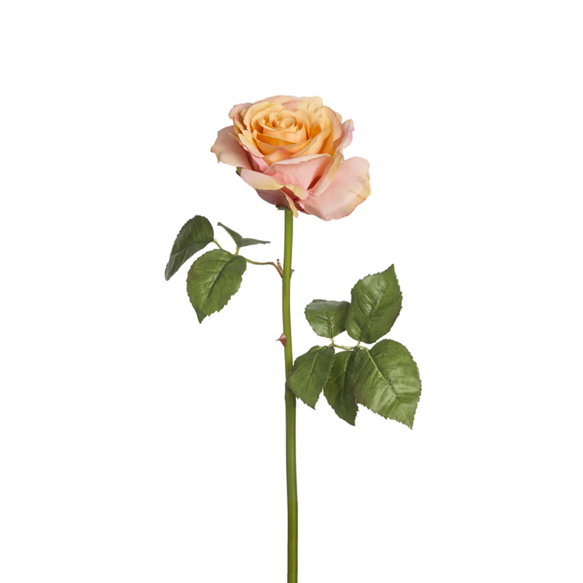 Tige de Rose Sarah - Image 3