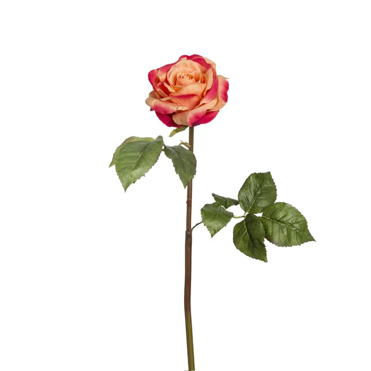 Tige de Rose Sarah - Image 4