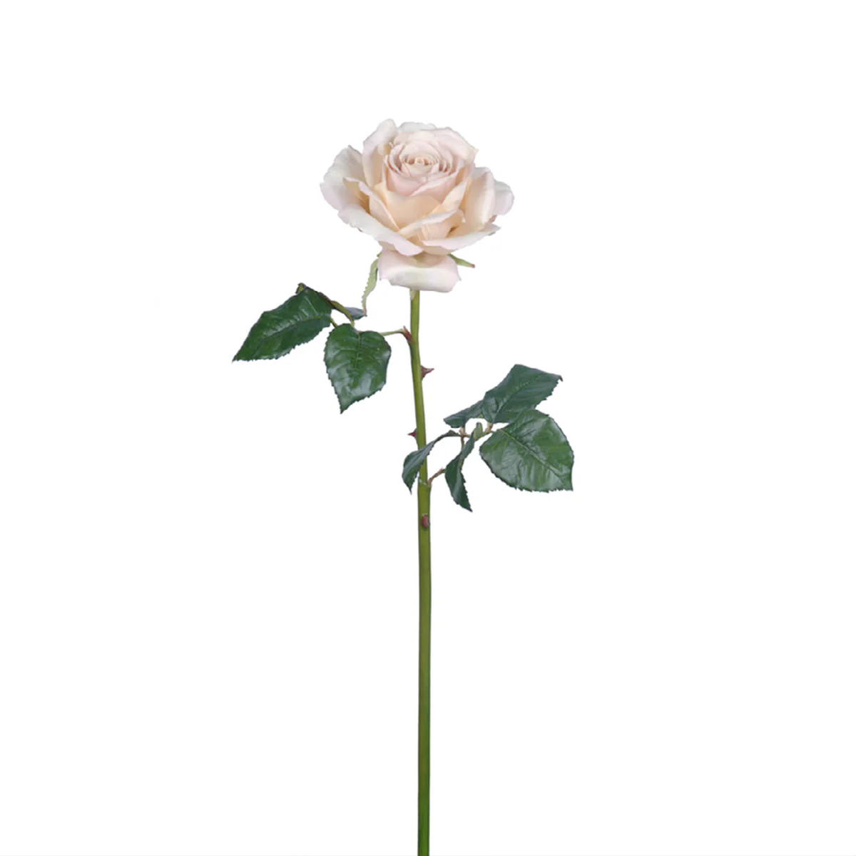 Tige de Rose Sarah - Image 7