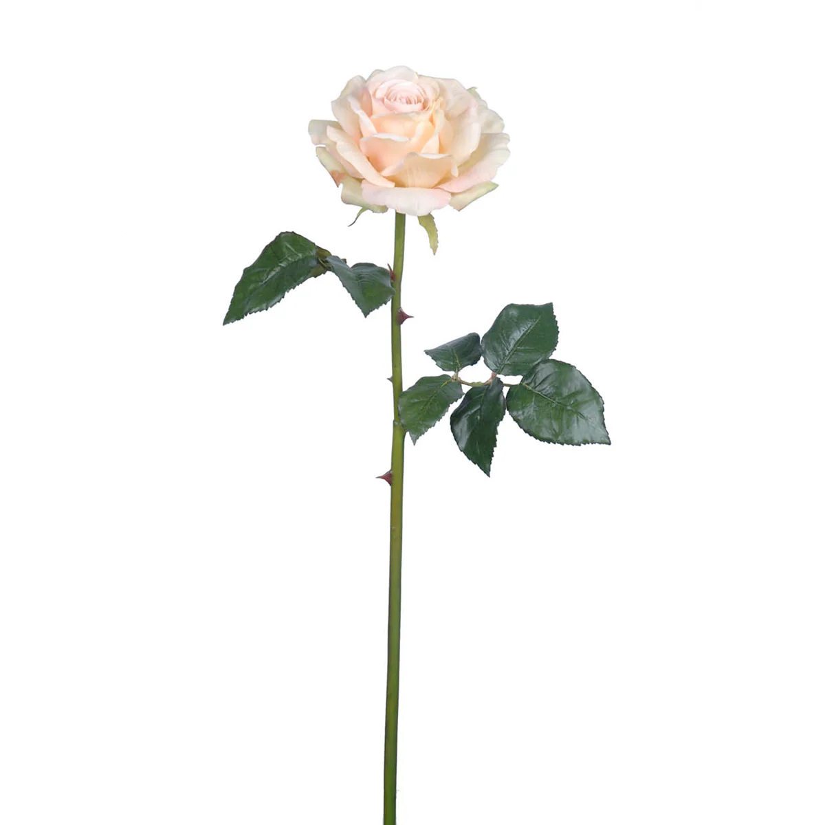 Tige de Rose Sarah - Image 8