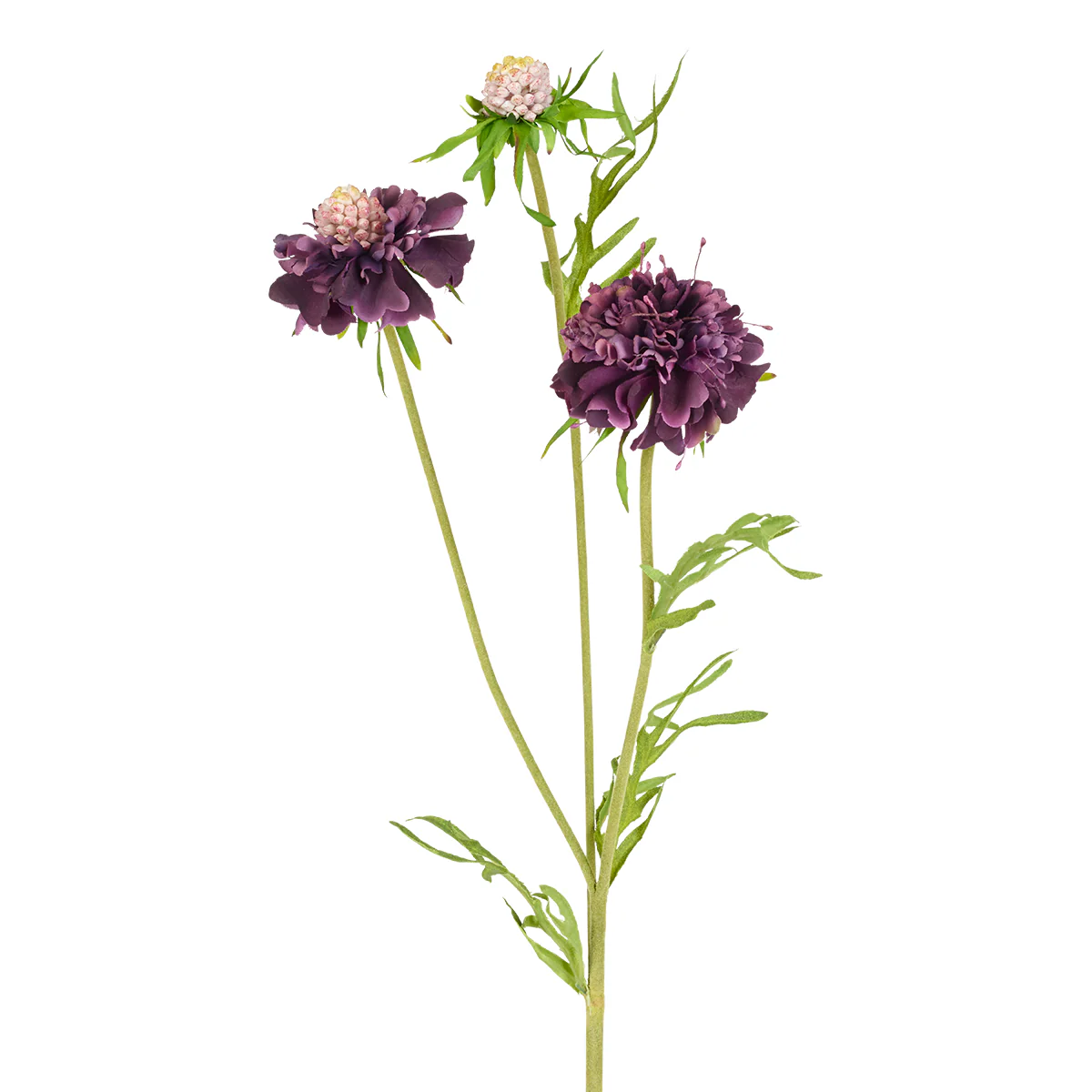 Tige de Scabiosa Fleurie - Image 3