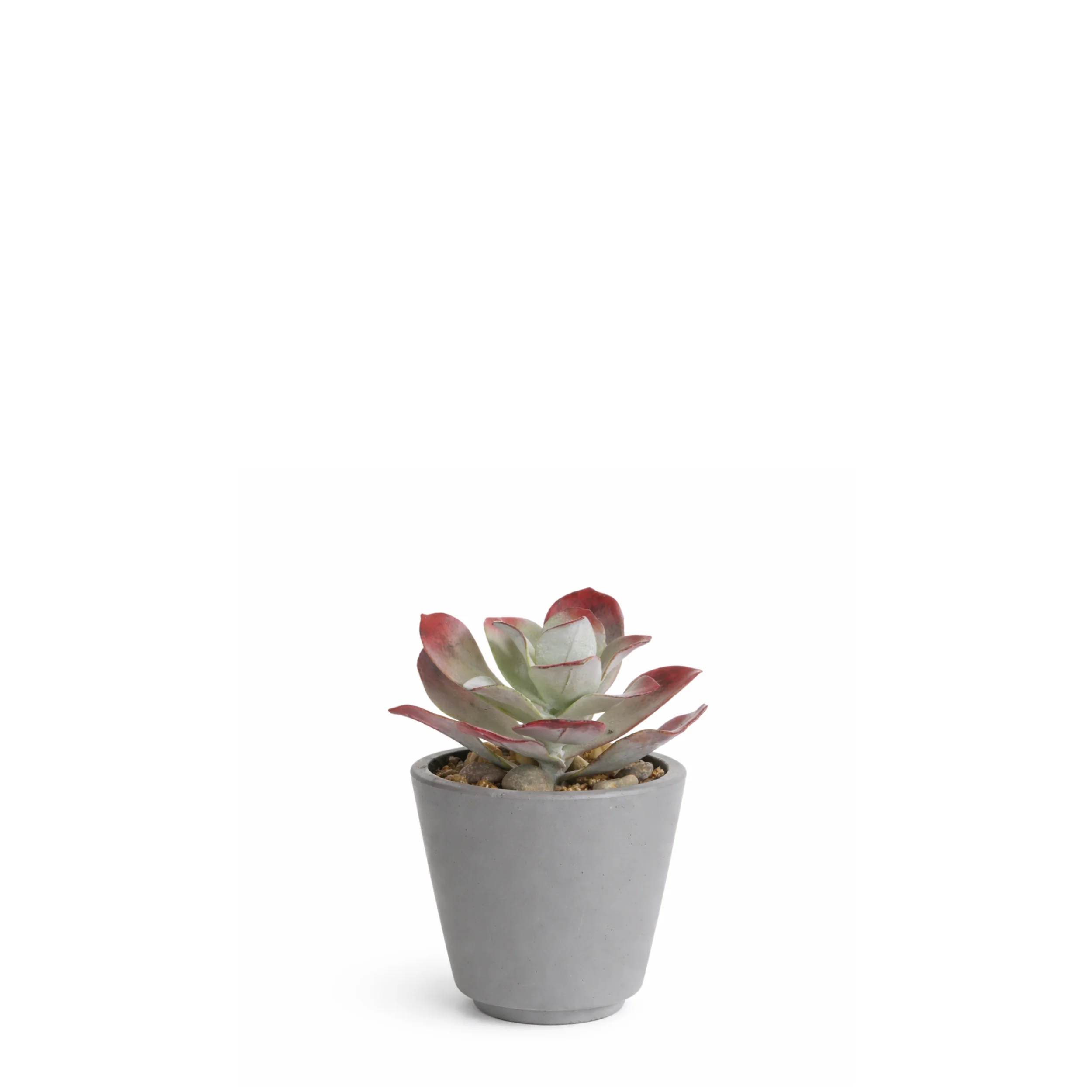 Succulente en Pot Maya