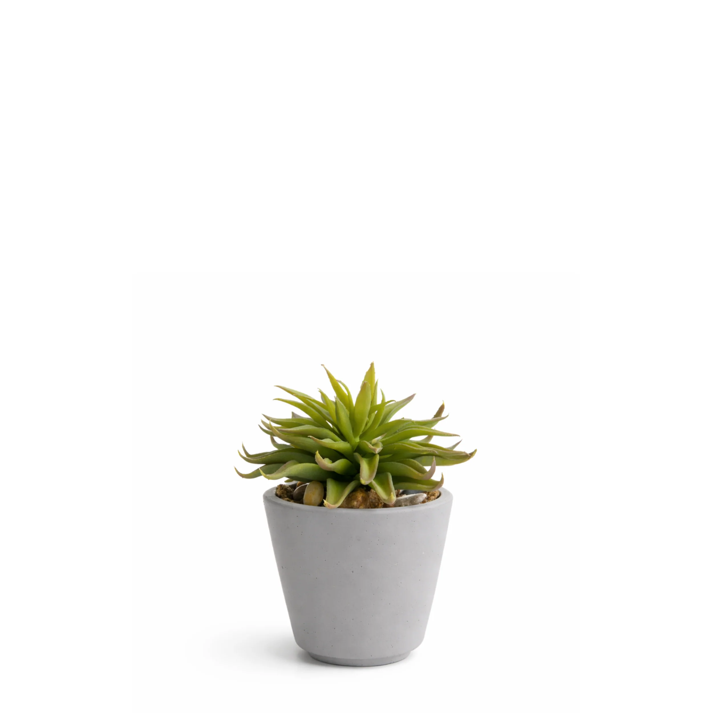 Succulente en Pot Maya