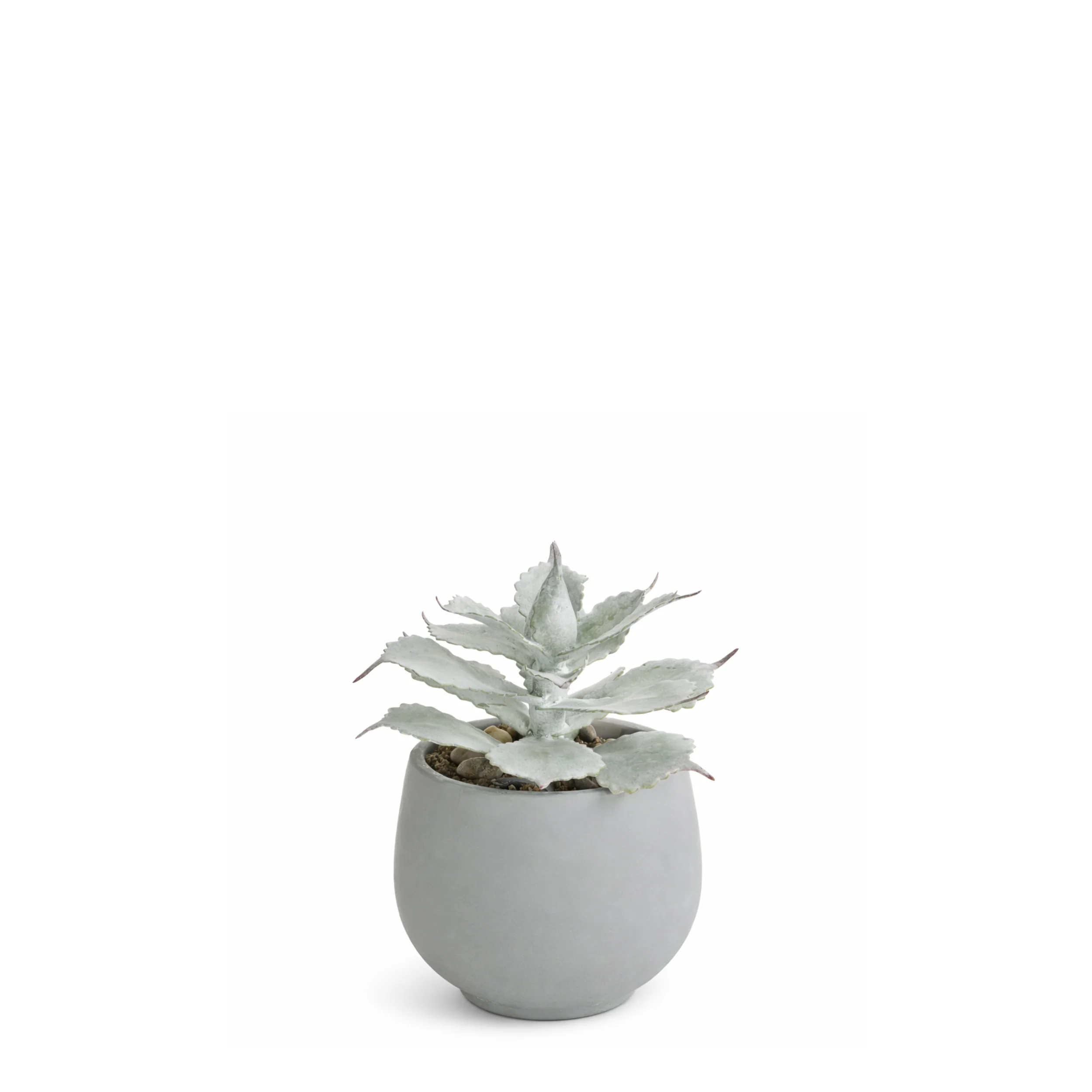 Succulente en Pot Maya