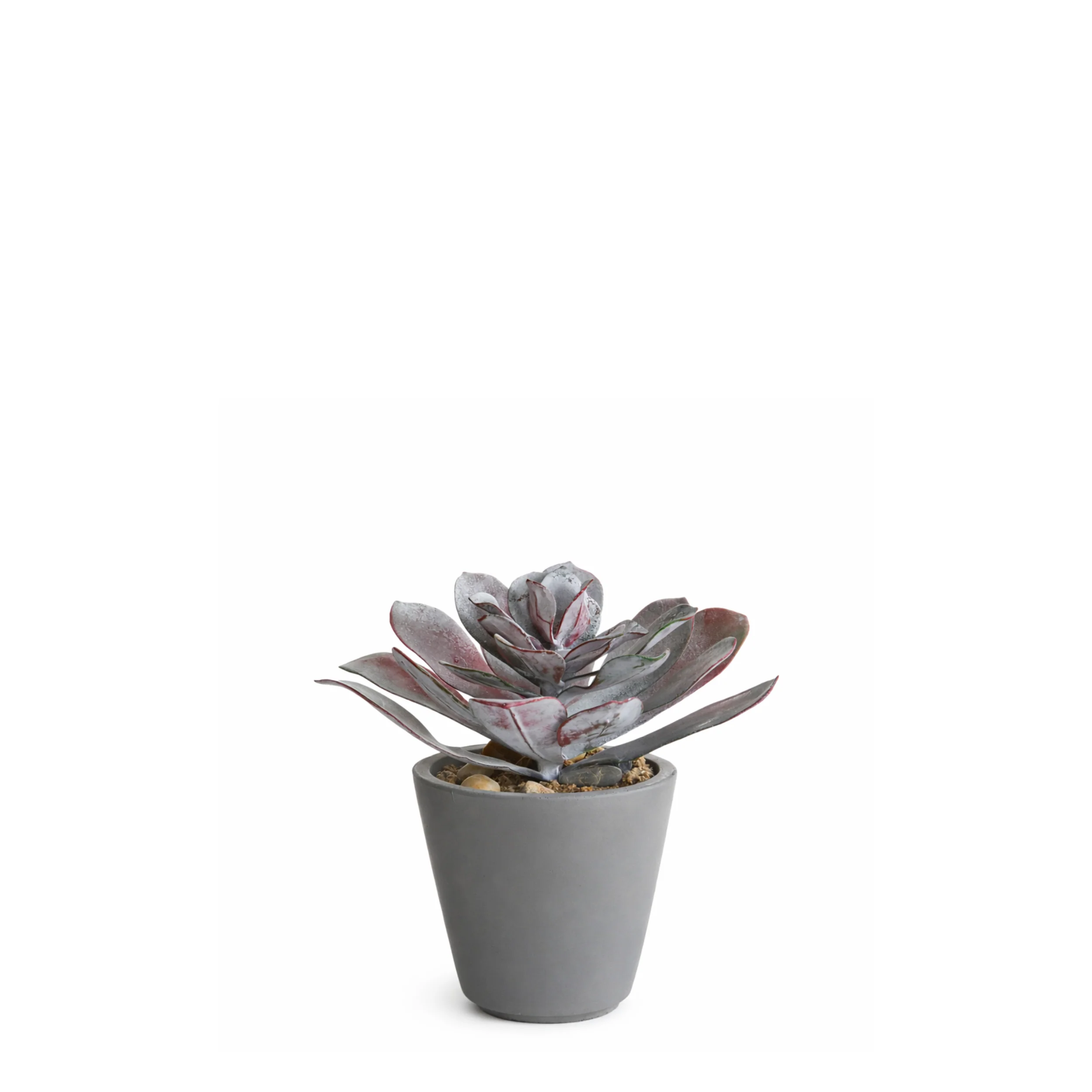 Succulente en Pot Maya